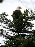 Bald Eagle