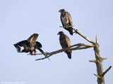 Bald Eagles