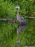 Great Blue Heron