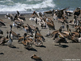 Brown Pelicans