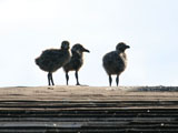 Baby Western Gulls