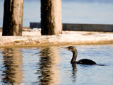 Brandt's Cormorant