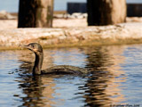 Brandt's Cormorant