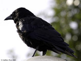 Common Crow