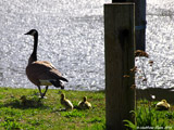 Canada Geese