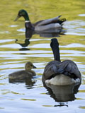 Canada Geese