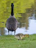 Canada Geese