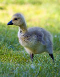 Canada Gosling