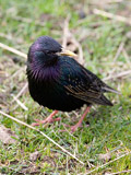 Common Starling