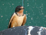 Barn Swallow