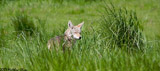 Coyote