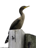 Double Crested Cormorant