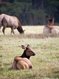 Roosevelt Elk