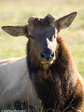 Elk Bull