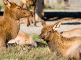 Elk