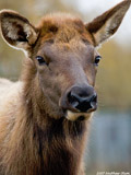 Elk