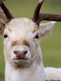White Fallow Deer Buck