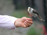 Gray Jay Being Fed by Old Man