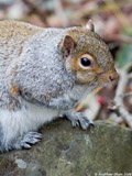 Gray Squirrel
