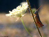 Grasshopper