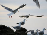 Gulls