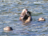 Harbor Seals