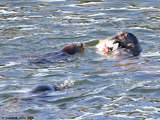 Harbor Seals