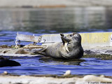 Harbor Seal