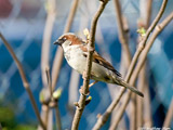 House Sparrow