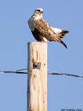 Rough Legged Hawk