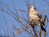 Rough Legged Hawk