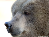 Kodiak Bear
