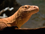 Komodo Dragon