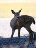 Mule Deer Fawn