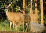 Mule Deer & Fawn