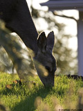 Mule Deer Doe