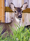 Mule Deer Doe