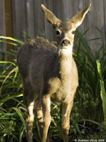 Mule Deer Fawn