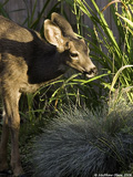 Mule Deer Fawn