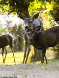 Mule Deer Fawn
