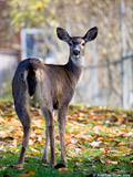 Black Tailed Deer