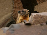 Marmot