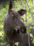 Moose Bull