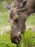 Moose