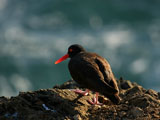 Black Oystercatcher