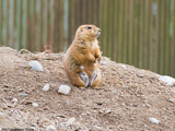 Prairie Dog
