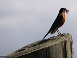 American Robin