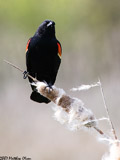 Red Winged Blackbird