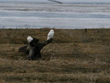 Snowy Owls