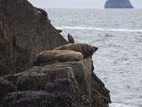 Stellar Sealions